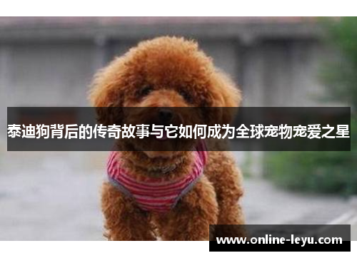 泰迪狗背后的传奇故事与它如何成为全球宠物宠爱之星